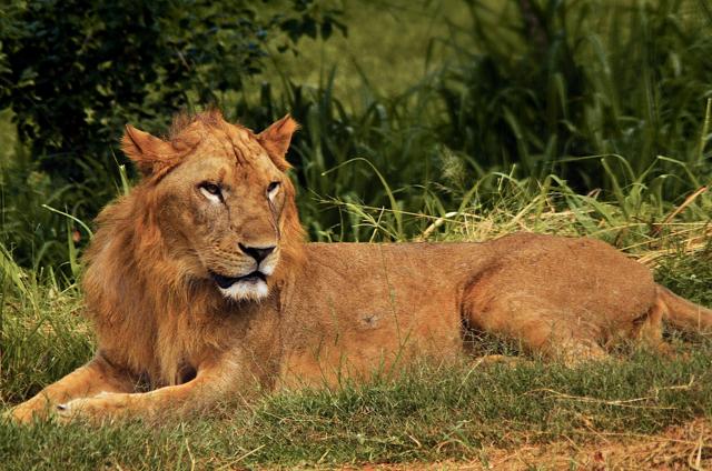 Ridiyagama Safari Park